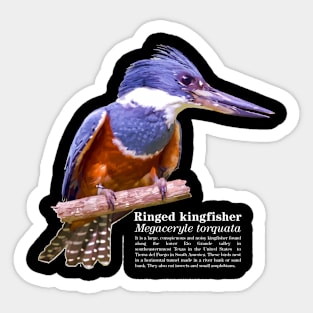 Ringed kingfisher tropical bird white text Sticker